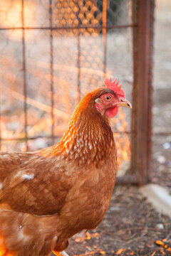 Portrait of an isa brown hen
