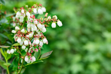 Blueberry Blossom in Spring. Blueberries Flower Bloom on Bush on Green Background. 