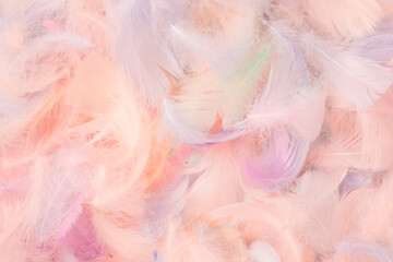 Colorful feather background, top view.