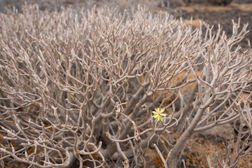 Bare balsam spurge bushes on volcanic soil in winter in Tenerife. Balsam spurge plants on the rocky...