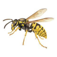 Wasp Insect Isolated on Transparent Background – Watercolour Illustration
