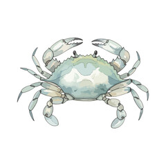 Crab Isolated on Transparent Background – Watercolour Illustration