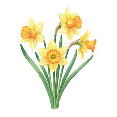 Daffodil plant Isolated on Transparent Background – Watercolour Illustration