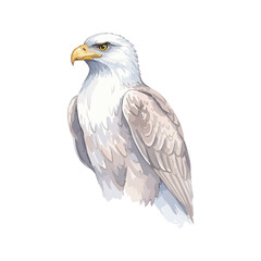 Eagle Isolated on Transparent Background – Watercolour Illustration