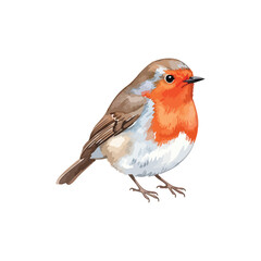 Robin bird Isolated on Transparent Background – Watercolour Illustration