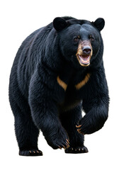 Fototapeta premium Isolated Black Bear Walking Wildlife Animal on Transparent Background