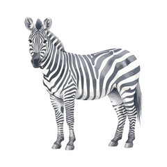 Fototapeta premium Zebra Isolated on Transparent Background – Watercolour Illustration