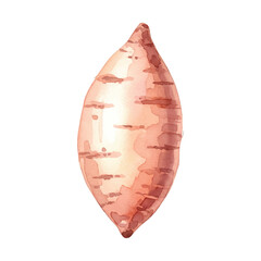 Fresh Sweet Potato Isolated on Transparent Background – Watercolour Illustration