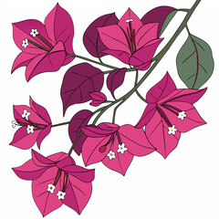 bougainvillea branch in white background