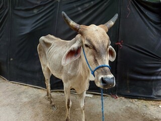 Light brown Indian cow with large horns and blue rope, standing against a dark background. Rural livestock and traditional farming theme.