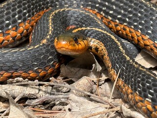 eastern garter snake (Thamnophis sirtalis sirtalis)