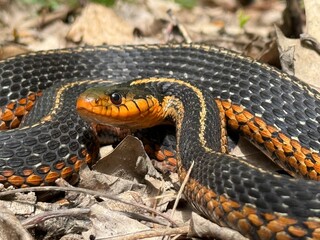 eastern garter snake (Thamnophis sirtalis sirtalis)