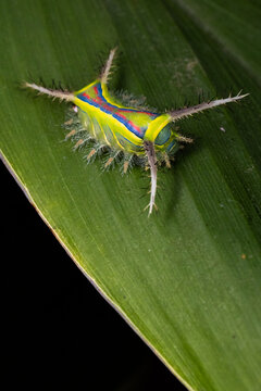 macrofotografia lagarta em folha verde - nome cient&iacute;fico Parasa cf. flora