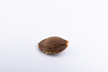 A fresh apricot kernel