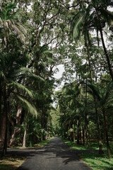 Obraz premium Ile Maurice