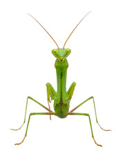 Praying Mantis Detailed Green Insect Macro Wildlife Transparent Background