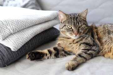 Portrait of a cute tabby cat lying comfortably on a sofa next to a grey blanket