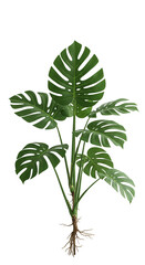 Realistic Isolated Monstera Plant With Green Leaves On Transparent Background