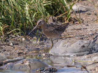 An adult Short-billed Dowitcher at the water's edge next to Horseshoe Crabs, and actively feeding on their recently laid eggs