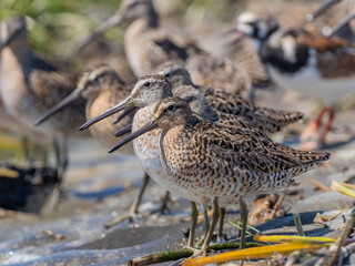A row of Short-billed Dowitchers resting on the shoreline of the Delaware Bay during their spring migration