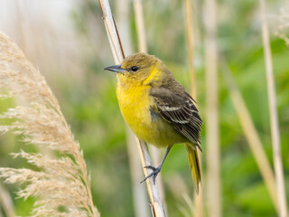 A female Orchard Oriole perched on the stem of a dried reed and showing its bright yellow coloring