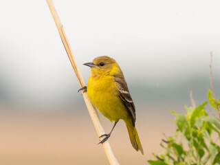 A female Orchard Oriole perched on the stem of a dried reed and showing its bright yellow coloring