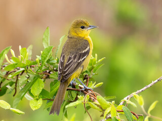 A rear view of a female Orchard Oriole perched amongst fresh green leafy foliage