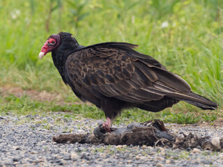 A Turkey Vulture perched on the groungd next to animal remains from which it is scavenging