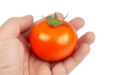  single red tomato in palm of hand isolated on white background