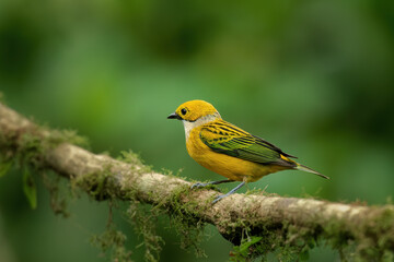Silver-throated Tanager, Tangara icterocephala, exotic tropical blue tanager with yellow head, Costa Rica.
