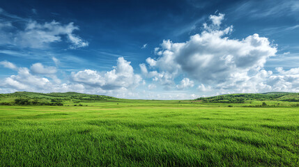 Obraz premium Vast Green Field Under Blue Sky with Fluffy Clouds – Scenic Landscape