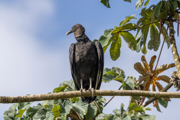 Black Vulture perched in tree in Costa Rica