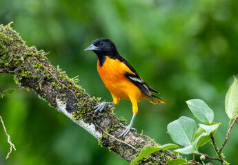 Baltimore Oriole before migration north in Costa Rica
