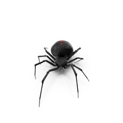 Widow Spider with Fur isolated on transparent background