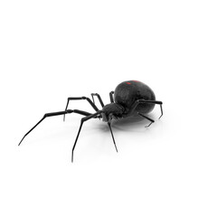 Widow Spider with Fur isolated on transparent background