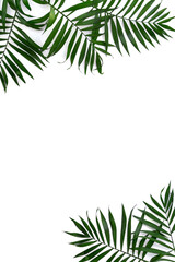 Palm tropical leaves isolated on a white backgroundwith space for text. Top view, flat lay.