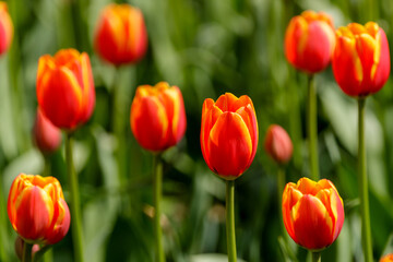Several red-yellow tulips on green stems, one flower in the center in focus, the rest are blurred on a green background.