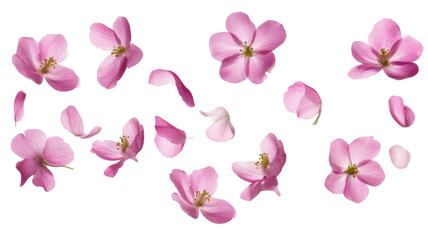 Title: Flying Pink Blossom Flowers Isolated on White Background