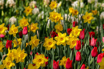 A bright flower meadow of yellow daffodils and red tulips against a background of green leaves and other flowers.