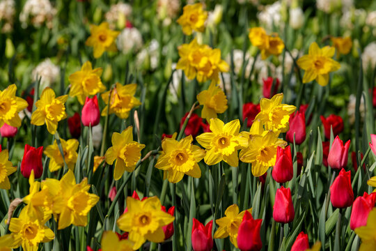 A bright flower meadow of yellow daffodils and red tulips against a background of green leaves and other flowers.