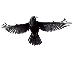 Naklejka premium Ink burst raven black on transparent background transparent background isolated png stock