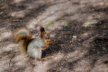 A small squirrel in the process of changing fur, reddish-gray in color, eats something tasty on the ground in the park.
