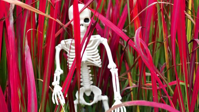 halloween decoration.White skeleton figure in imperata cylindrical grass.Creepy Decor for the Fall Holidays. 4k footage