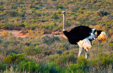 Male ostrich (Struthio camelus) near Lemoenshoek farm near Ladismith.