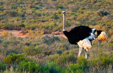 Vitrage gordijnen Male ostrich (Struthio camelus) near Lemoenshoek farm near Ladismith. © Adrian