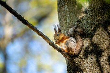 A fluffy squirrel with tufted ears nibbles on a nut, perched on a tree trunk. Wildlife.
