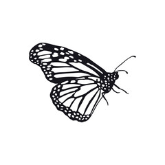 Hand drawn black and white monarch butterfly clip art. Beautiful tropical insect design. Vector illustration on white background