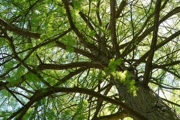 Teilaufnahme einer Echten Sumpfzypresse (Taxodium distichum) im Frühling