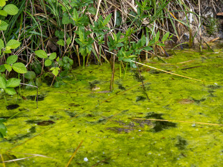 Frog in Algae-Covered Pond Emerging from Water