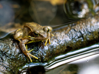 Close-up of a Common Frog (Rana temporaria) Sitting on a Branch in a Moorland Pond view from Front